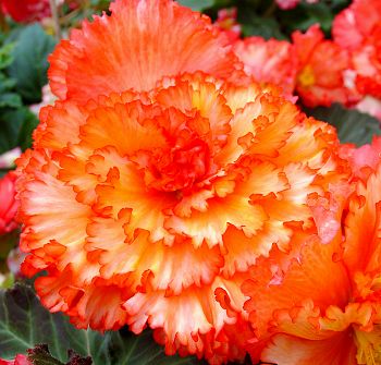 B. ‘Magellan’